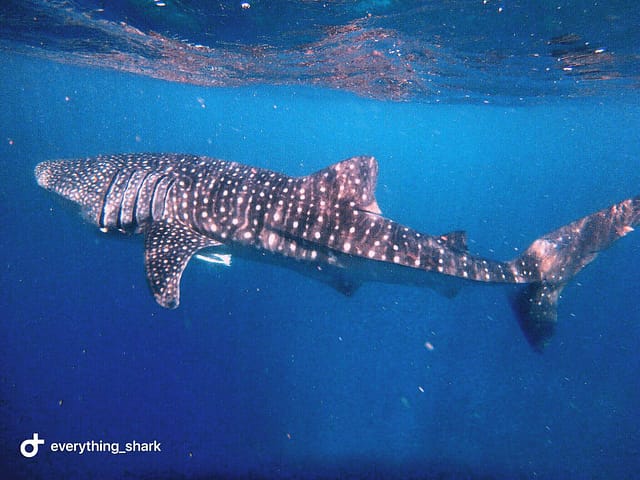 Maldives Whale Shark Research Programme